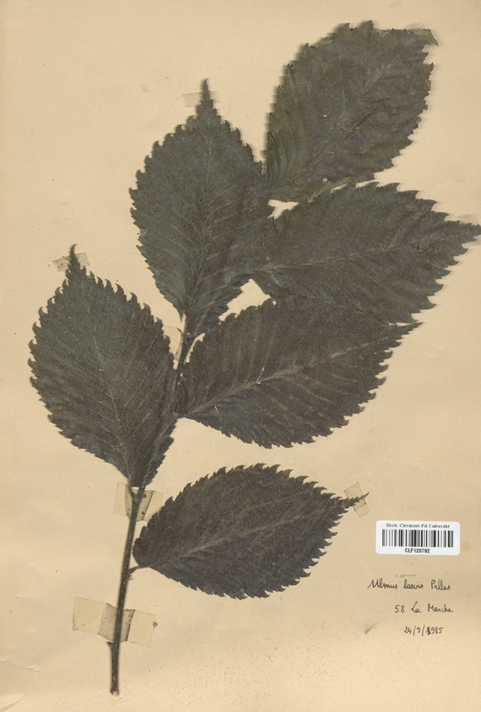 Ulmus laevis (Ulmaceae)