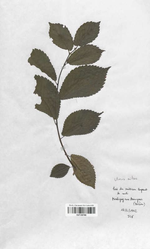 Ulmus nitens (Ulmaceae)