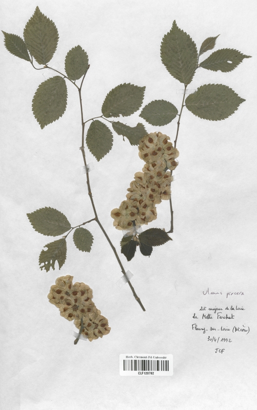 Ulmus procera (Ulmaceae)