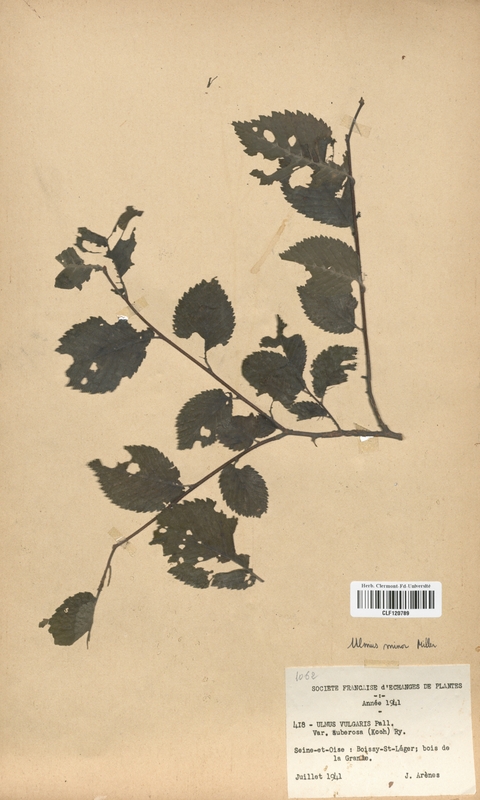 Ulmus vulgaris suberosa (Ulmaceae)