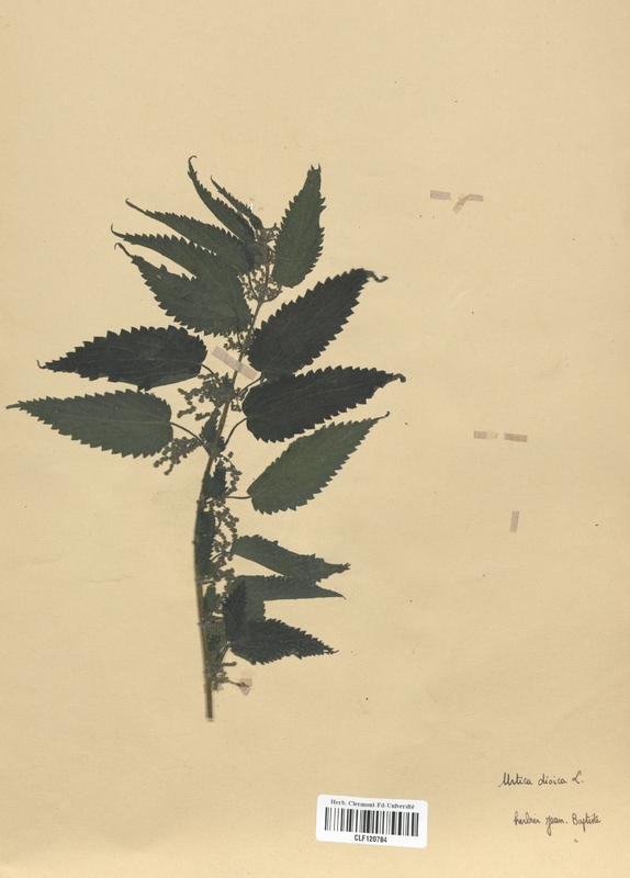 Urtica dioica (Urticaceae)