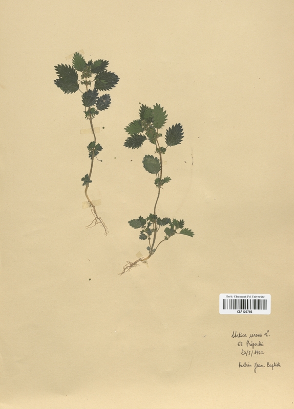 Urtica urens (Urticaceae)