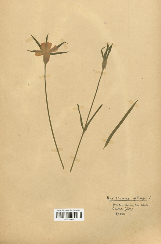 Agrostemma githago (Caryophyllaceae)