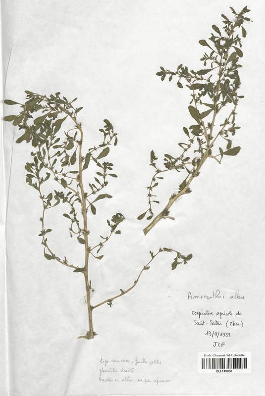 Amarantus albus (Amarantaceae)