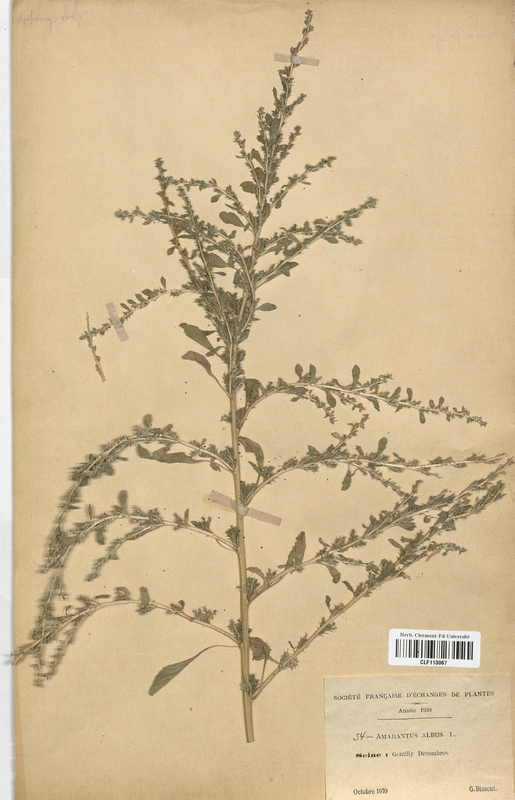 Amarantus albus (Amarantaceae)