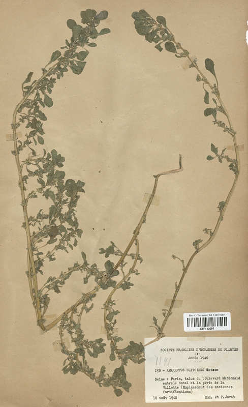 Amarantus blitoides (Amarantaceae)