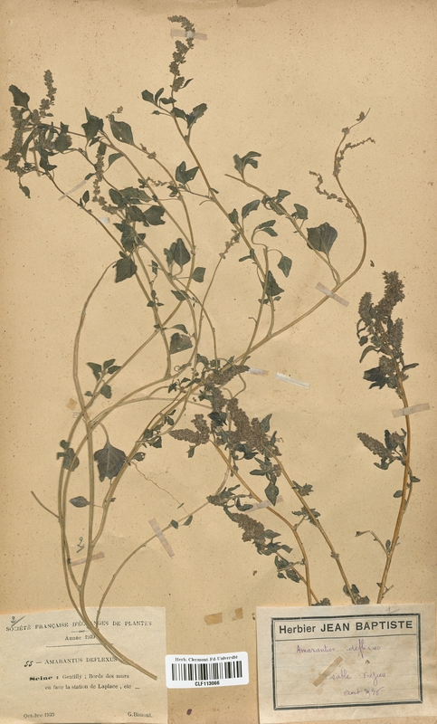 Amarantus deflexus (Amarantaceae)