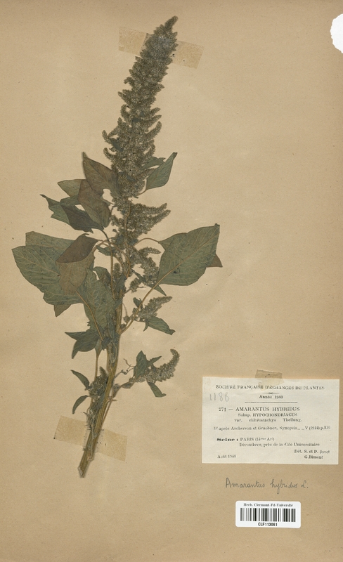 Amarantus hybridus chlorostachys (Amarantaceae)