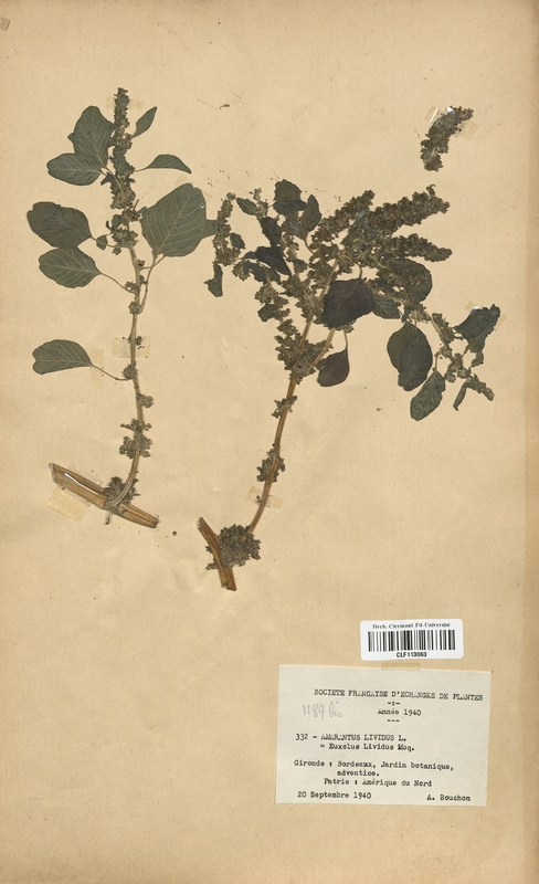 Amarantus lividus (Amarantaceae)