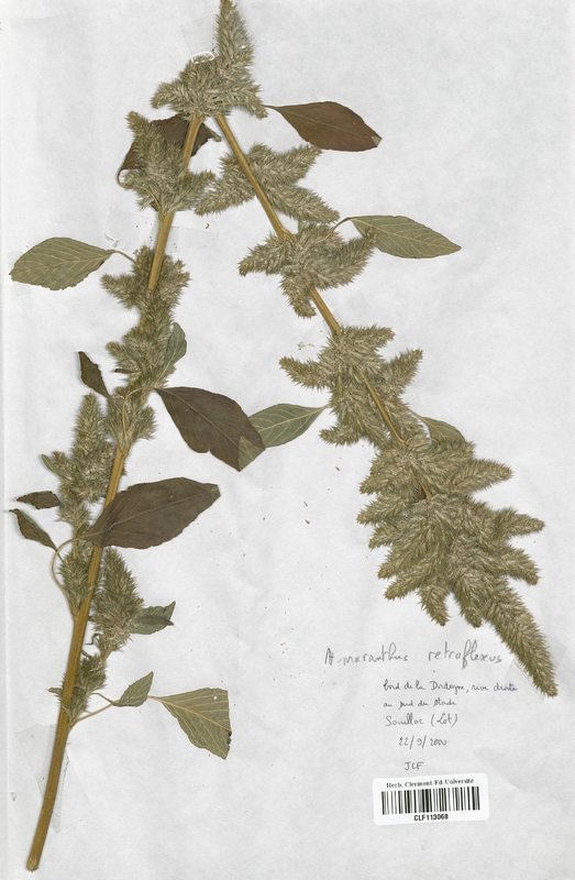 Amarantus retroflexus (Amarantaceae)