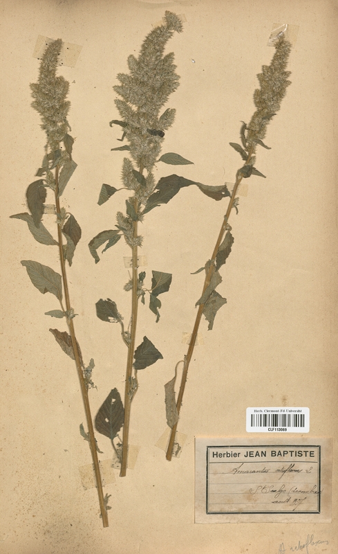 Amarantus retroflexus (Amarantaceae)