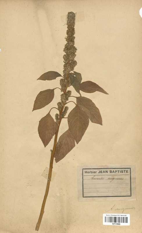 Amarantus sanguineus (Amarantaceae)