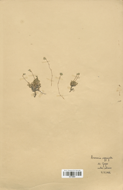 Arenaria aggregata (Caryophyllaceae)