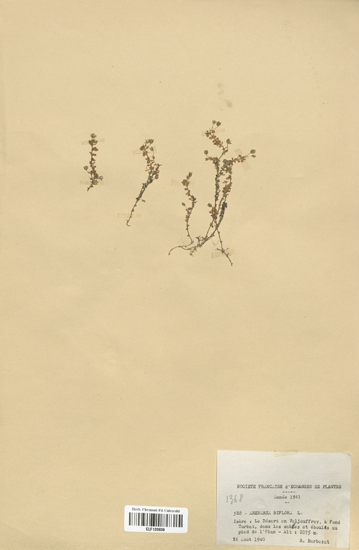 Arenaria biflora (Caryophyllaceae)