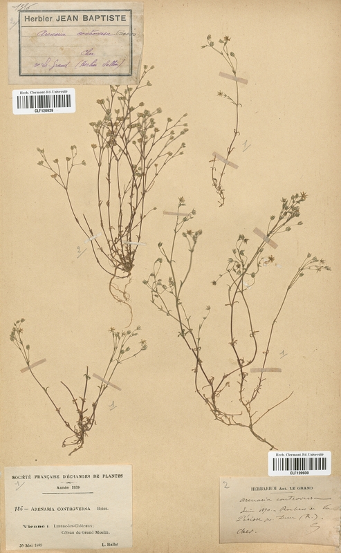 Arenaria controversa (Caryophyllaceae)