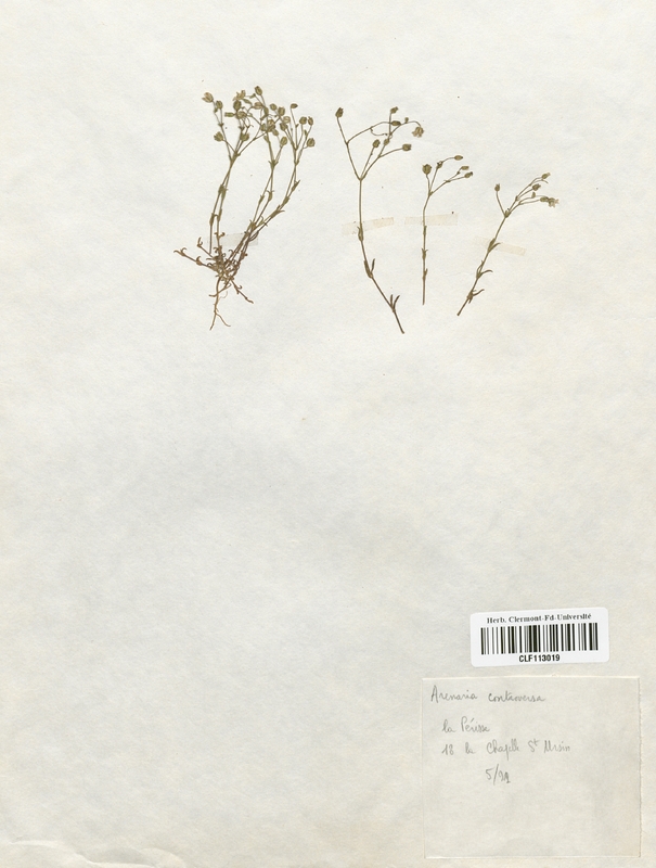 Arenaria controversa (Caryophyllales)
