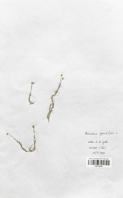 Arenaria grandiflora (Caryophyllales)