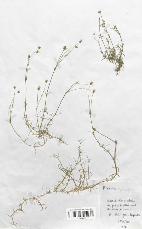 Arenaria grandiflora (Caryophyllales)
