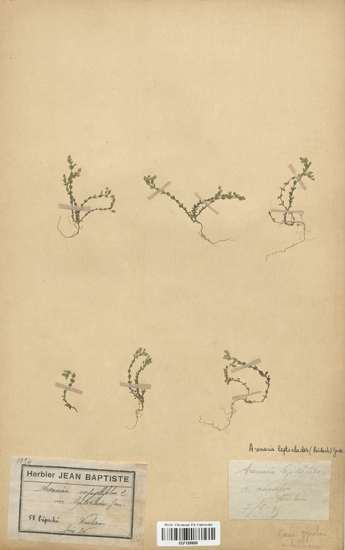 Arenaria leptoclados (Caryophyllaceae)