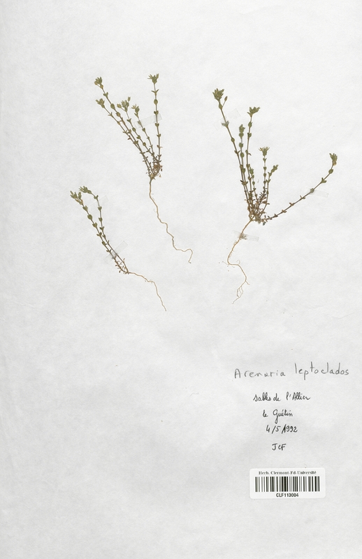 Arenaria leptoclados (Caryophyllaceae)