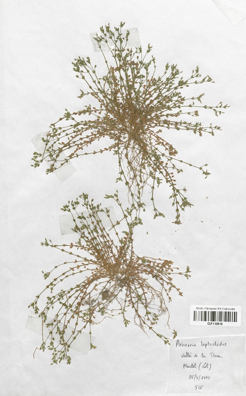 Arenaria leptoclados (Caryophyllales)