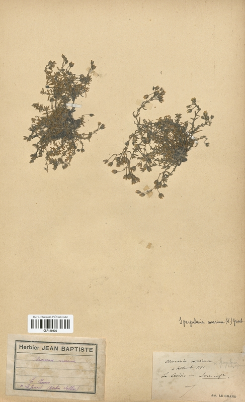 Arenaria marina (Caryophyllales)