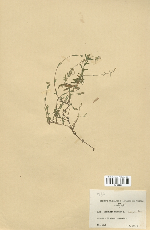 Arenaria montana (Caryophyllaceae)