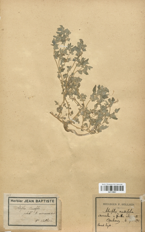 Atriplex crassifolia (Chenopodiaceae)
