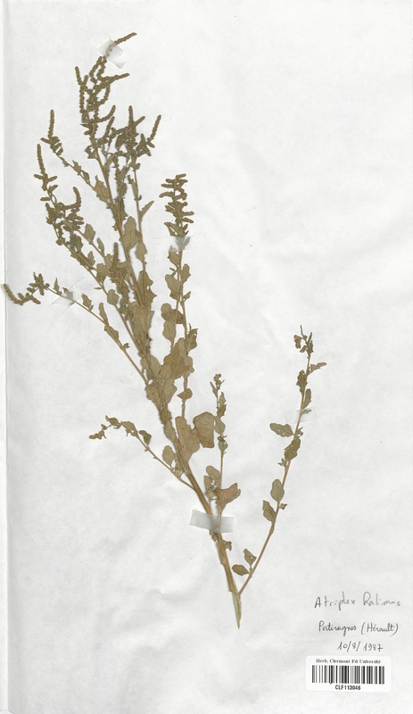 Atriplex halimus (Chenopodiaceae)