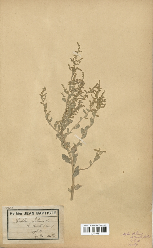 Atriplex halimus (Caryophyllales)