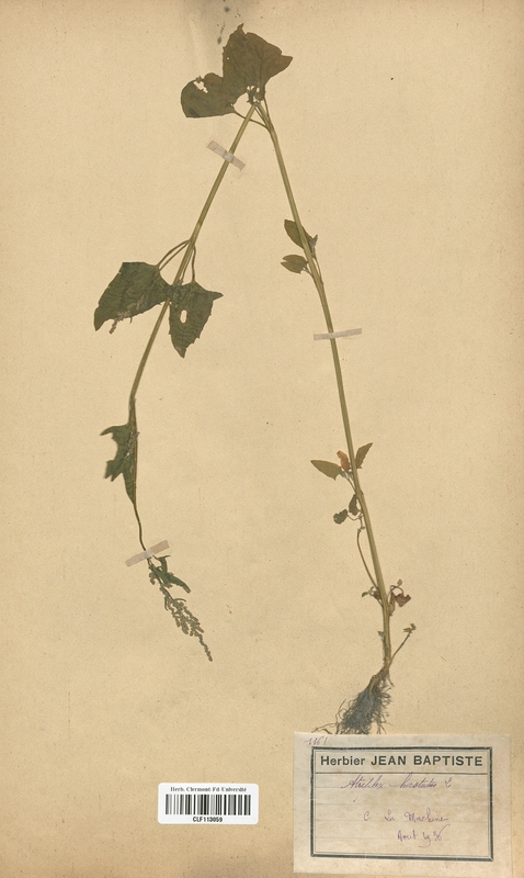 Atriplex hastatum (Chenopodiaceae)