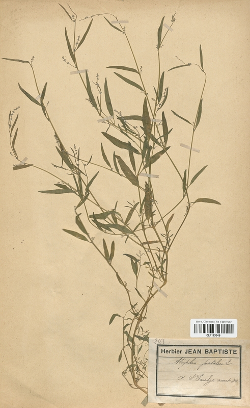 Atriplex patulus (Chenopodiaceae)
