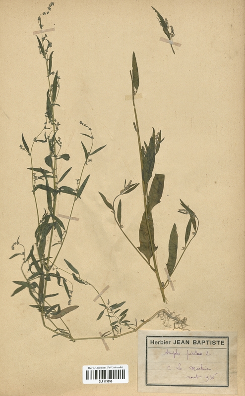 Atriplex patulus (Chenopodiaceae)