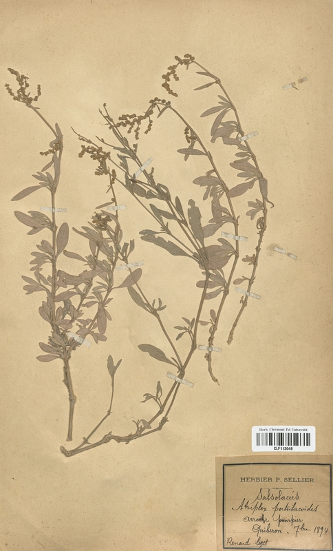 Atriplex portulacoides (Chenopodiaceae)