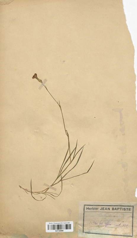 Carthusuenosium (Caryophyllales)