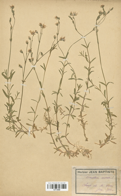 Cerastium arvense (Caryophyllaceae)