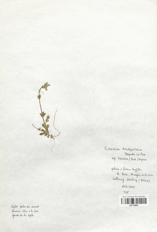 Cerastium brachypetalum (Caryophyllaceae)