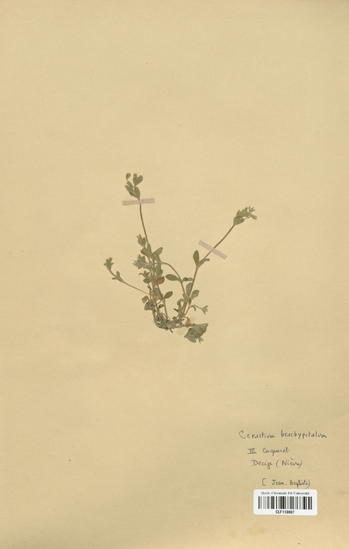 Cerastium brachypetalum (Caryophyllaceae)