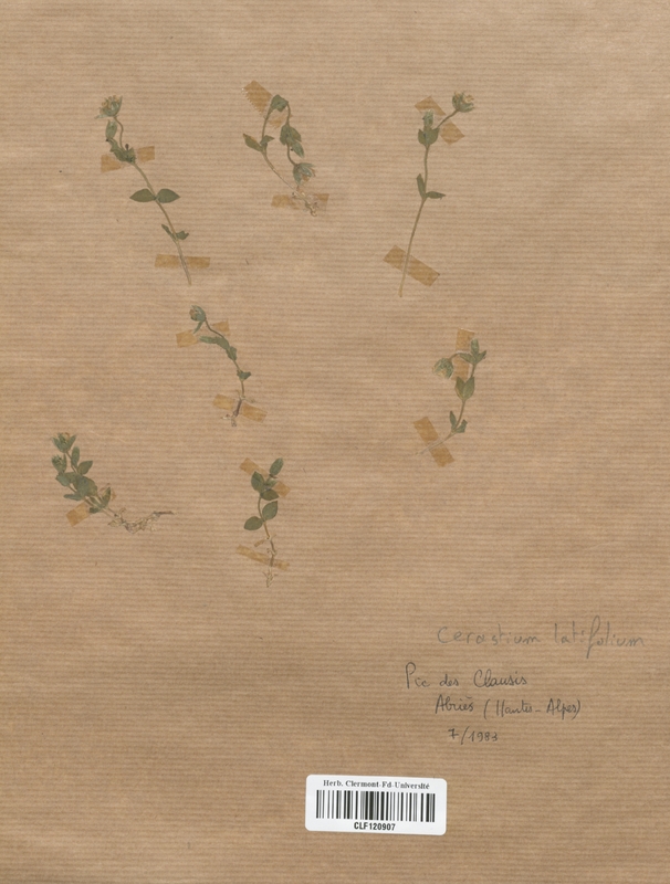 Cerastium latifolium (Caryophyllaceae)