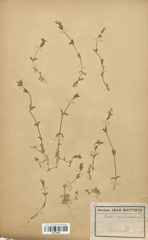 Cerastium semidecandrum (Caryophyllaceae)