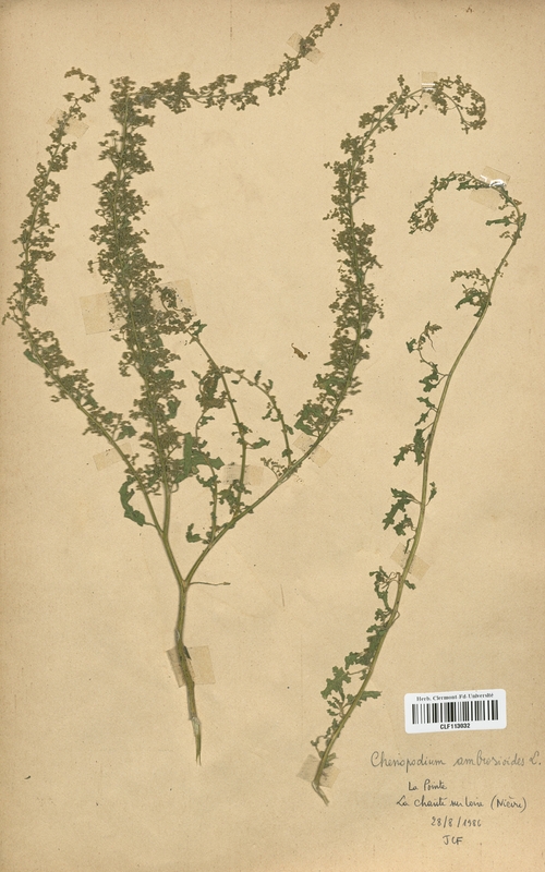 Chenopodium ambrosioides (Chenopodiaceae)