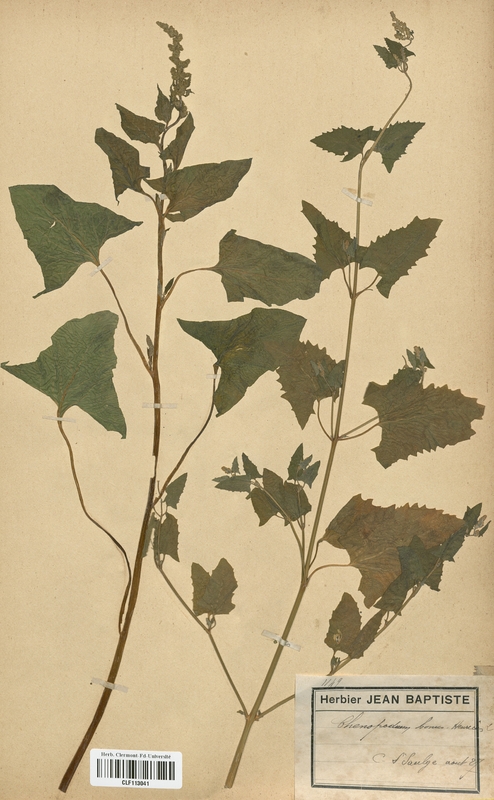 Chenopodium bonus-henricus (Chenopodiaceae)