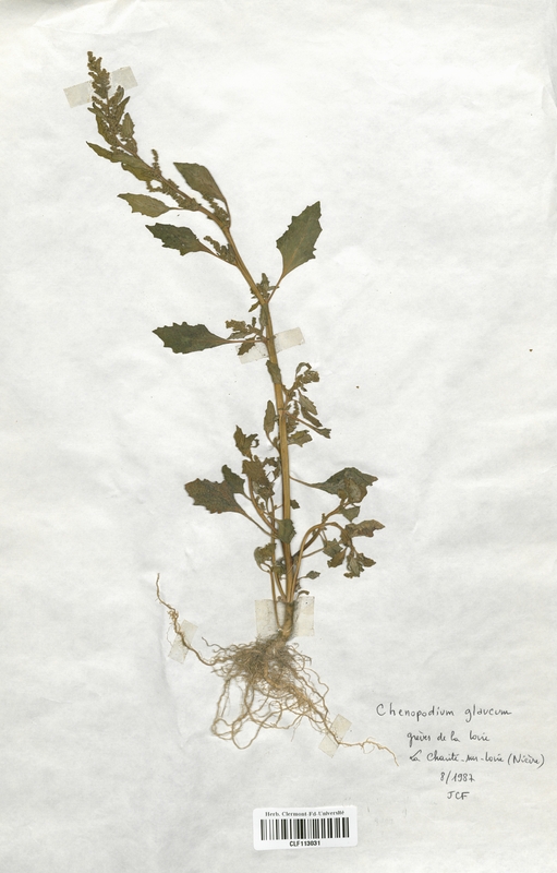 Chenopodium glaucum (Chenopodiaceae)