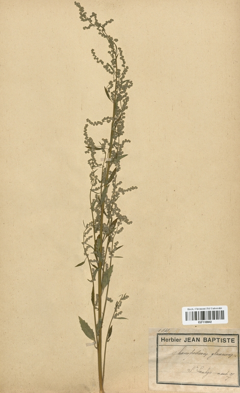 Chenopodium glaucum (Chenopodiaceae)