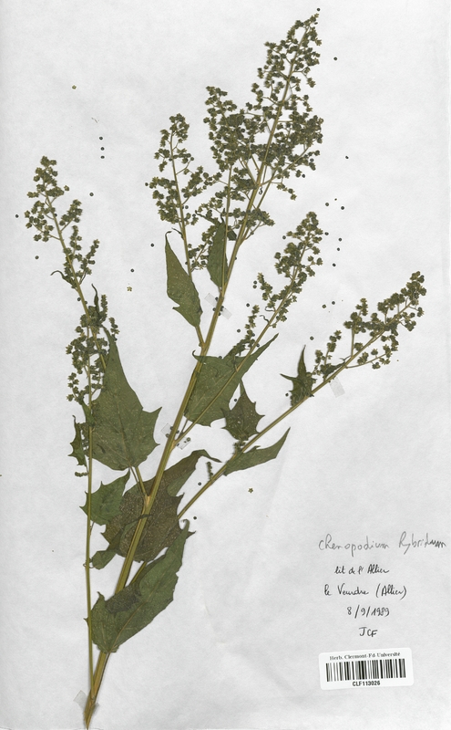 Chenopodium hybridum (Chenopodiaceae)