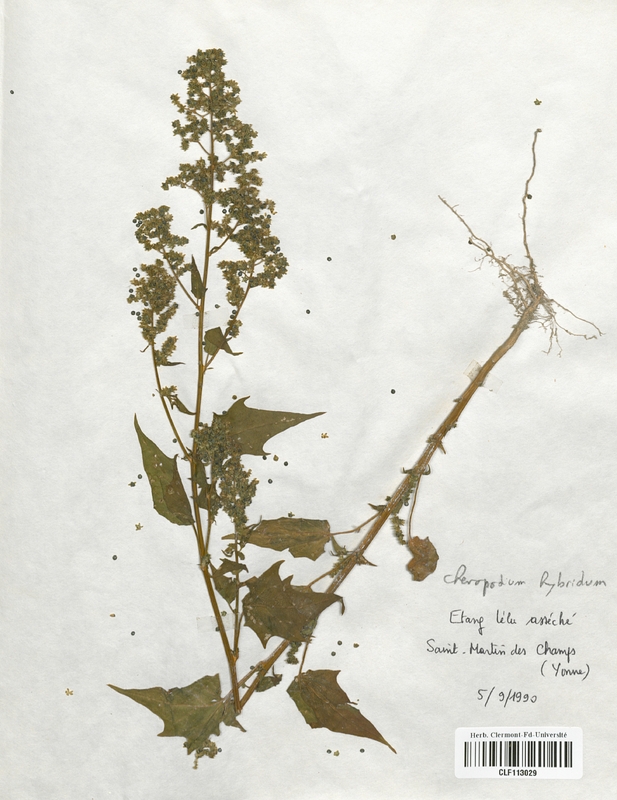 Chenopodium hybridum (Chenopodiaceae)