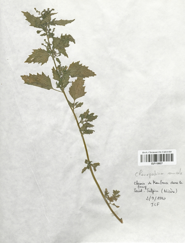 Chenopodium murale (Chenopodiaceae)