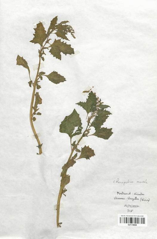 Chenopodium murale (Chenopodiaceae)