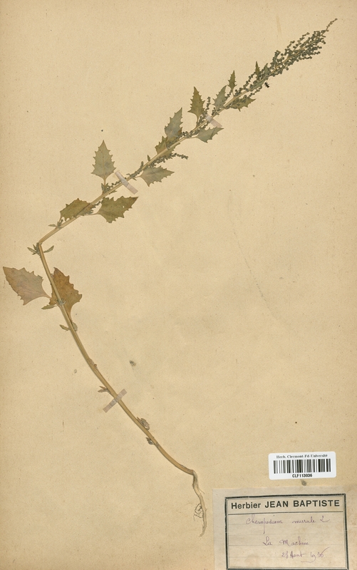Chenopodium murale (Caryophyllales)