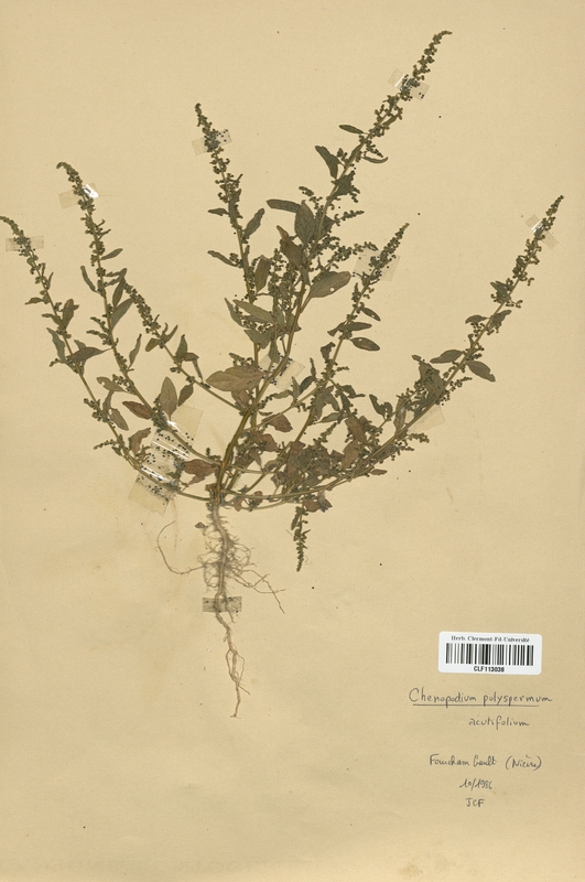 Chenopodium polyspermum (Chenopodiaceae)